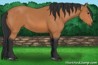 Horse Color:Bay Sabino