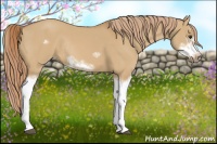 Horse Color:Red Dun Sabino Splash Frame Rabicano
