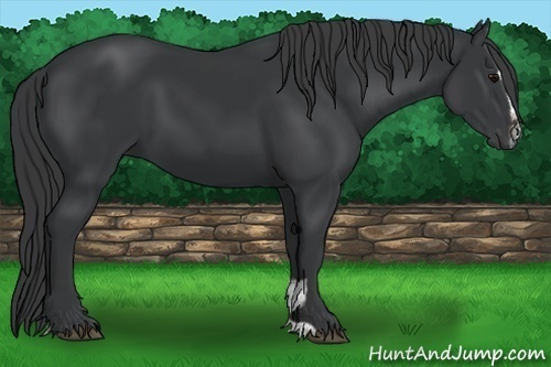 Horse Color: Black Sabino 