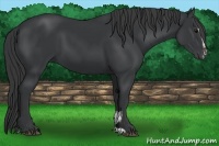 Horse Color:Black Sabino 
