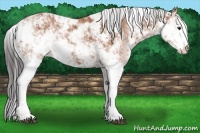 Horse Color:Bay Sabino 