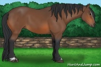 Horse Color:Bay Sabino