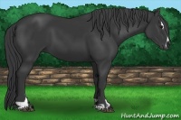 Horse Color:Black Sabino 