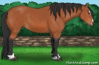 Horse Color:Bay Sabino 