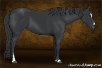 Horse Color:Black Sabino 