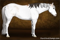 Horse Color:Bay Sabino 