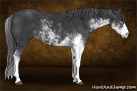 Horse Color:Black Sabino 
