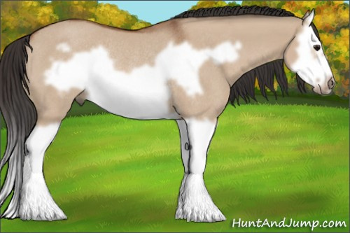 Horse Color: Bay Dun Splash Frame Rabicano 