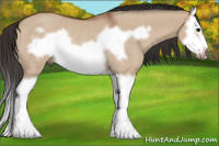 Horse Color:Bay Dun Splash Frame Rabicano