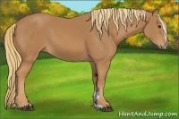 Horse Color:Chestnut Sabino 
