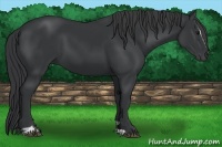 Horse Color:Black Sabino