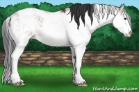 Horse Color:Bay Sabino 