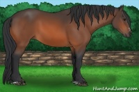Horse Color:Bay Sabino 
