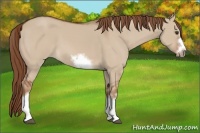 Horse Color:Red Dun Sabino Splash Frame Rabicano 