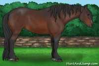 Horse Color:Brown Sabino 