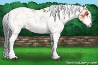 Horse Color:Bay Sabino 