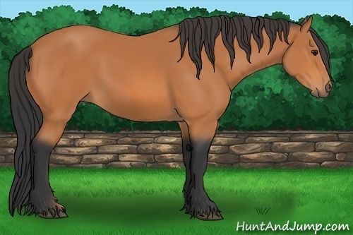 Horse Color: Bay Sabino 