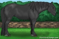 Horse Color:Black Sabino