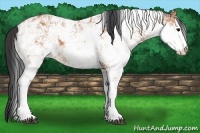 Horse Color:Bay Sabino 