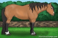 Horse Color:Bay Sabino 