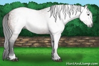 Horse Color:Gray Bay Sabino