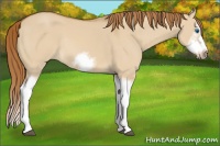 Horse Color:Red Dun Sabino Splash Frame Rabicano 