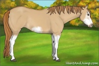 Horse Color:Red Dun Sabino Splash Frame Rabicano 