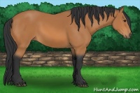 Horse Color:Bay Sabino