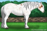 Horse Color:Bay Sabino 