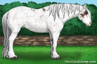 Horse Color:Bay Sabino 