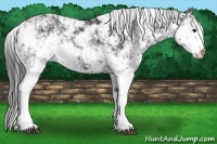 Horse Color:Black Sabino 
