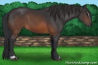 Horse Color:Brown Sabino