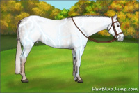 Horse Color:Gray Chestnut Sabino Splash 
