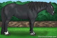 Horse Color:Black Sabino