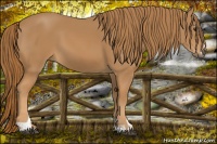 Horse Color:Chestnut Sabino 