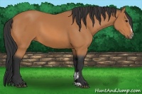 Horse Color:Bay Sabino