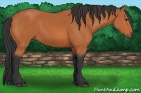Horse Color:Bay Sabino 