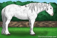Horse Color:Black Sabino Splash
