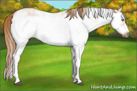 Horse Color:Red Dun Sabino Splash Frame Rabicano 