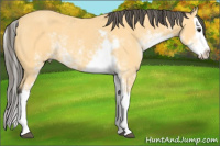 Horse Color:Buckskin Sabino Splash Rabicano 