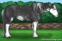 Horse Color:Black Sabino Splash 