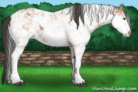 Horse Color:Bay Sabino 