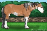 Horse Color:Bay Sabino 