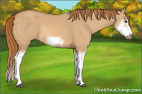 Horse Color:Red Dun Sabino Splash Frame Rabicano 