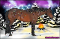 Horse Color:Bay Sabino 