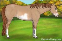 Horse Color:Red Dun Sabino Splash Frame Rabicano