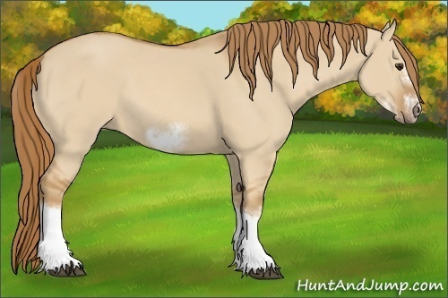 Horse Color: Red Dun Sabino Splash Frame Rabicano 