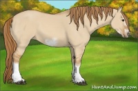 Horse Color:Red Dun Sabino Splash Frame Rabicano 