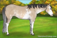 Horse Color:Bay Dun Sabino Splash 