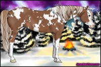 Horse Color:White Spotted Chestnut Sabino Splash 